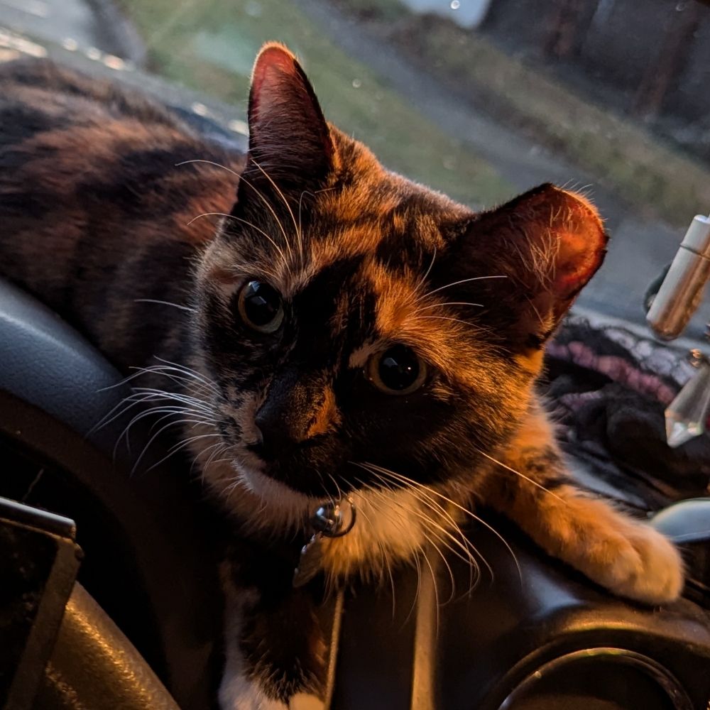 Jelly the Kitter