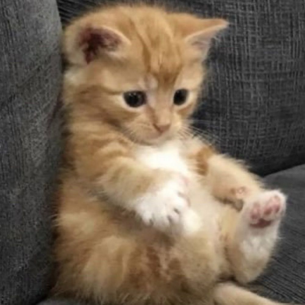 catsarecool 