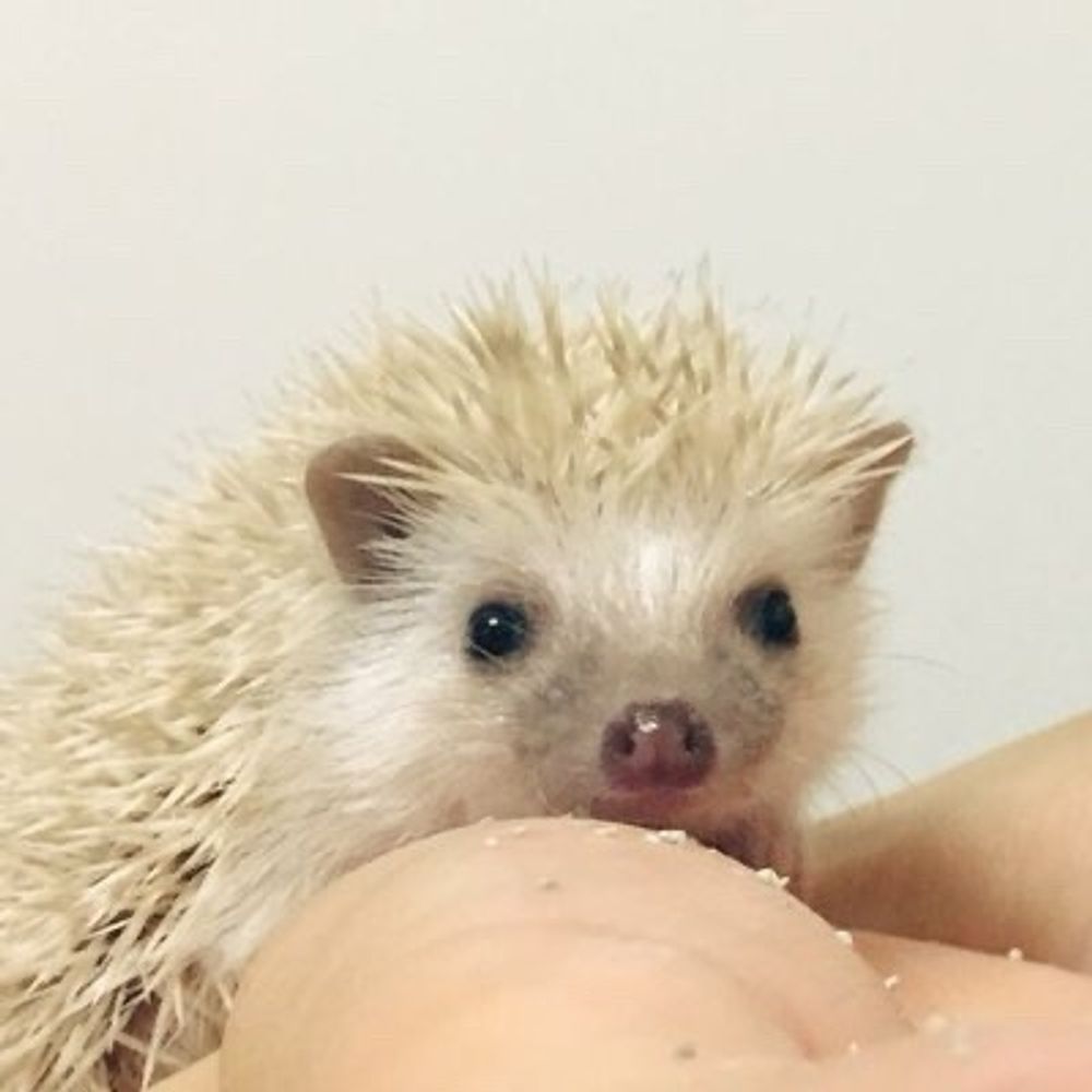 安藤尚也🦔