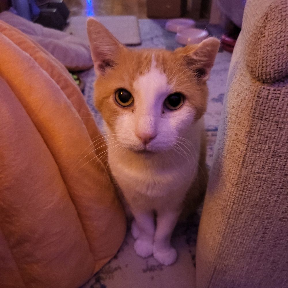 Tangy🐱🍊