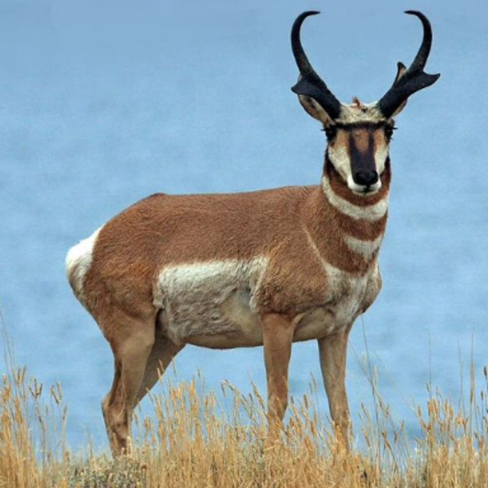 Antelope23