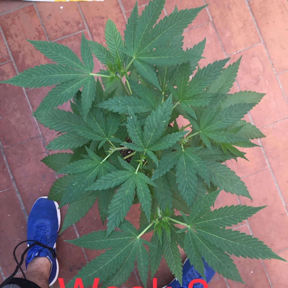 CannaGuy