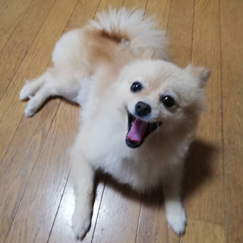ゆきめら