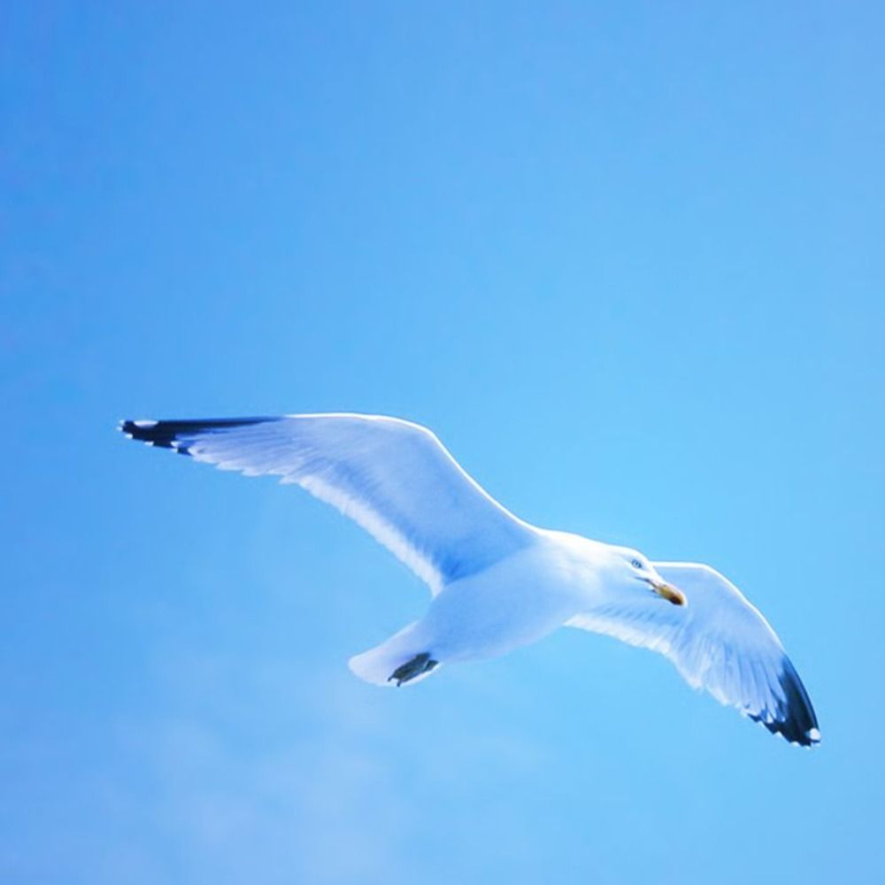 Jonathan Livingston le goéland