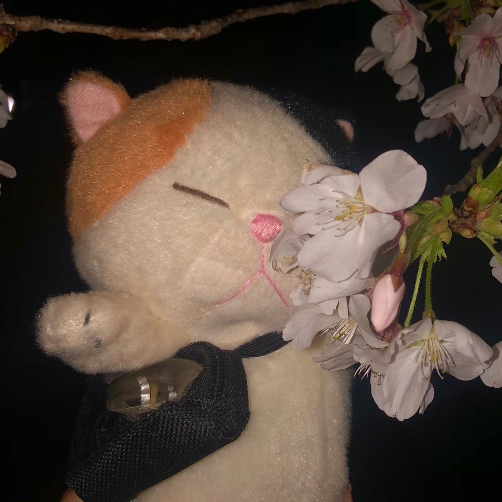 ムー（ねこであれ）