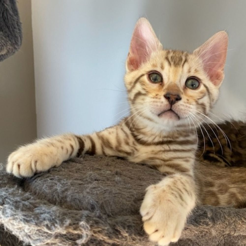 Felix the Bengal Cat😼🐾
