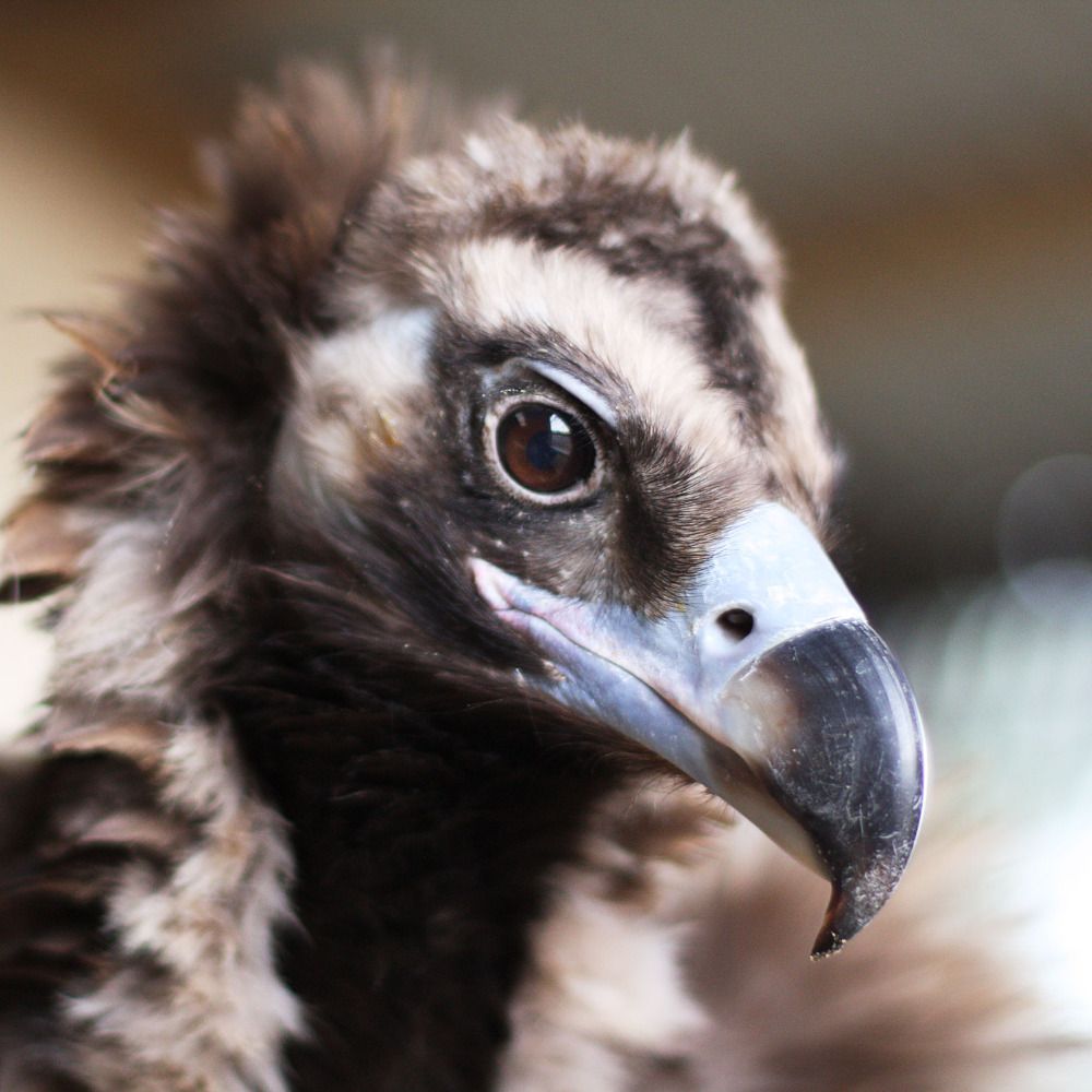 Zzri Avian