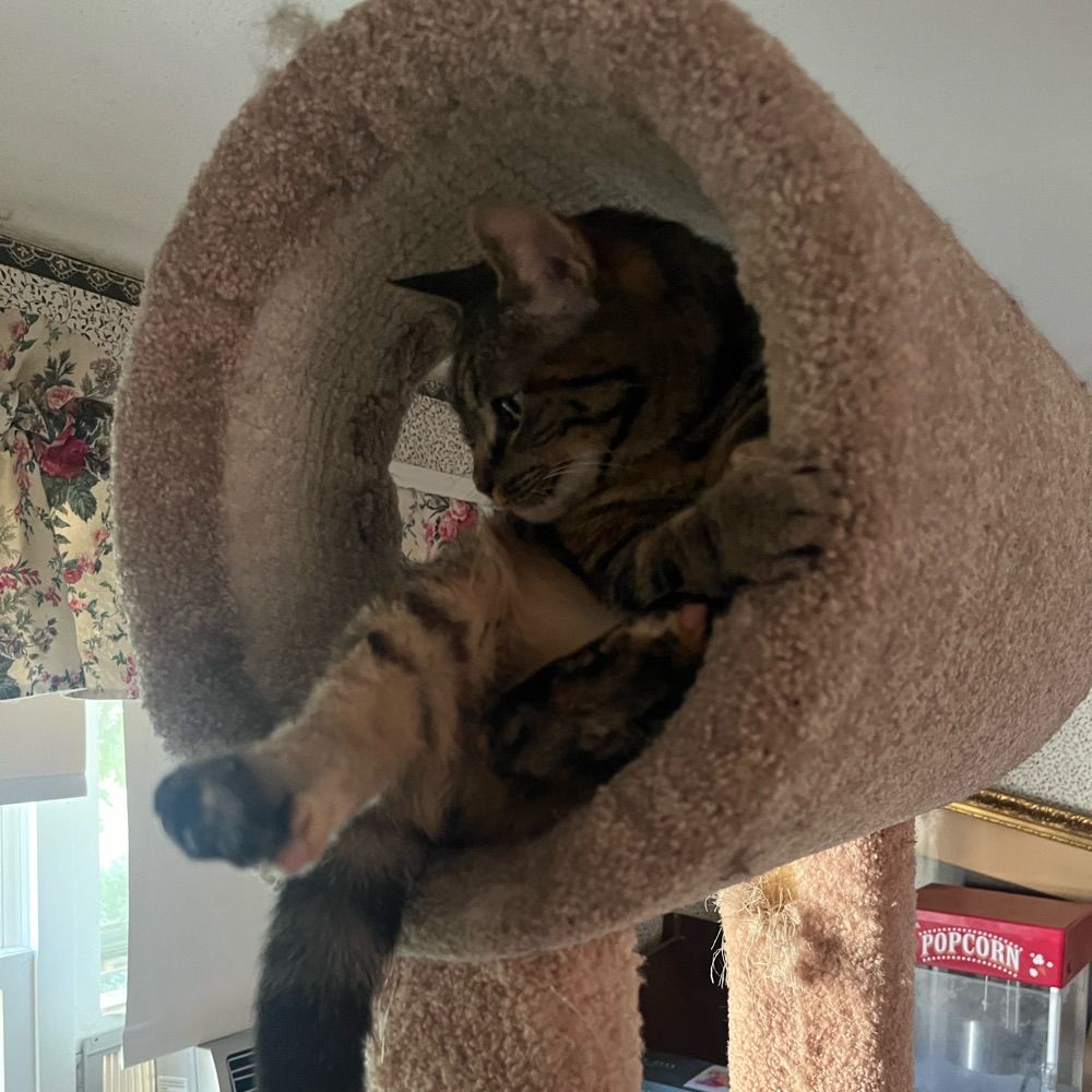 Joan the shark🧛‍♀️🦈