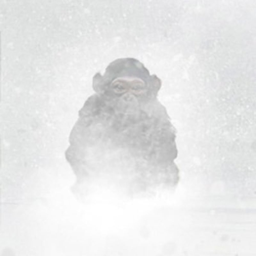 Darren Sutherland | Snowchimp Interactive