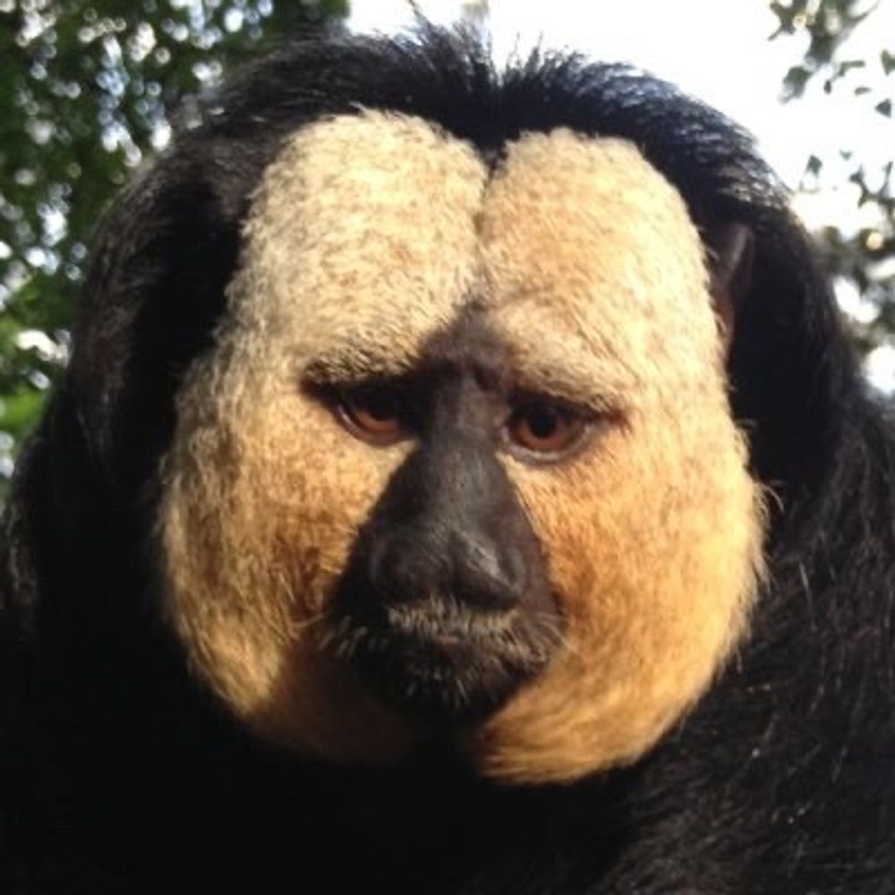 Faultierbär