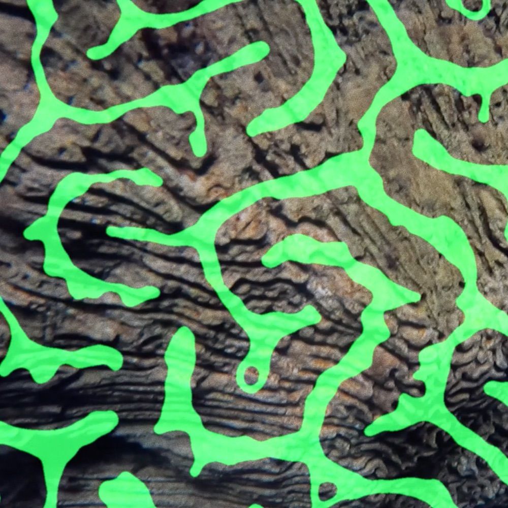 Coral Morphologic