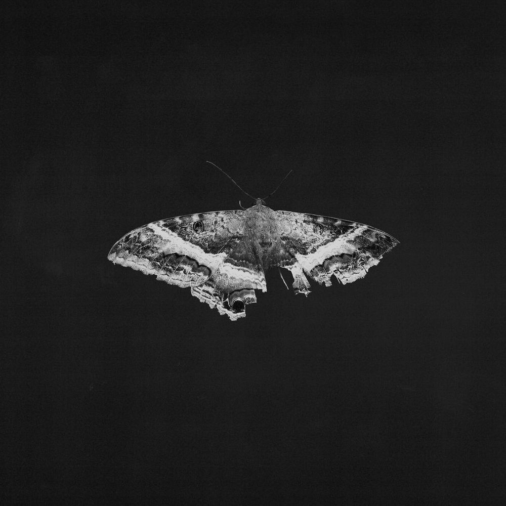 trifacta