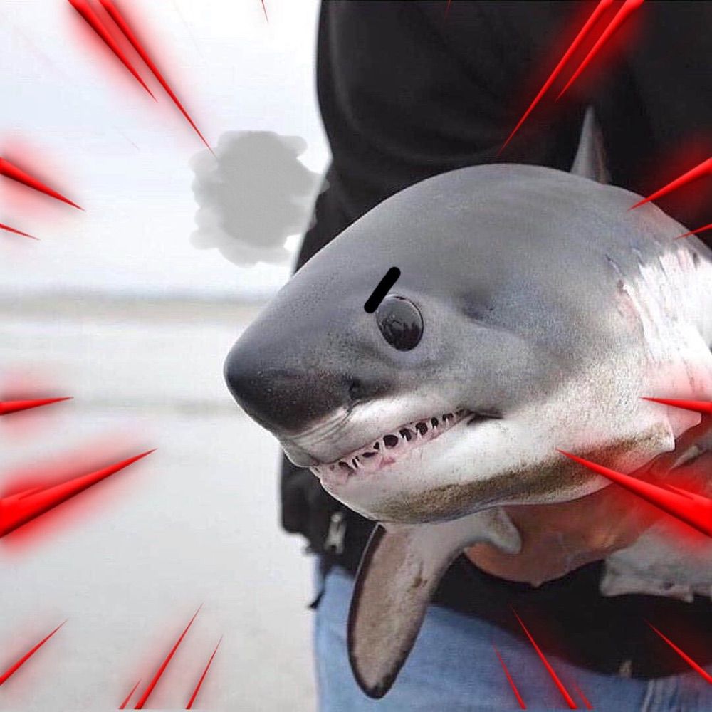 le shark