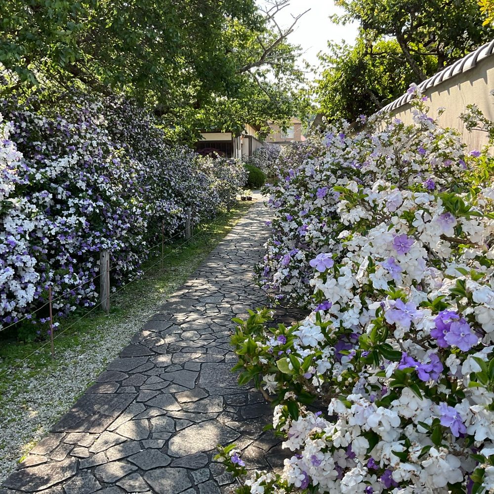 九藤ルフ