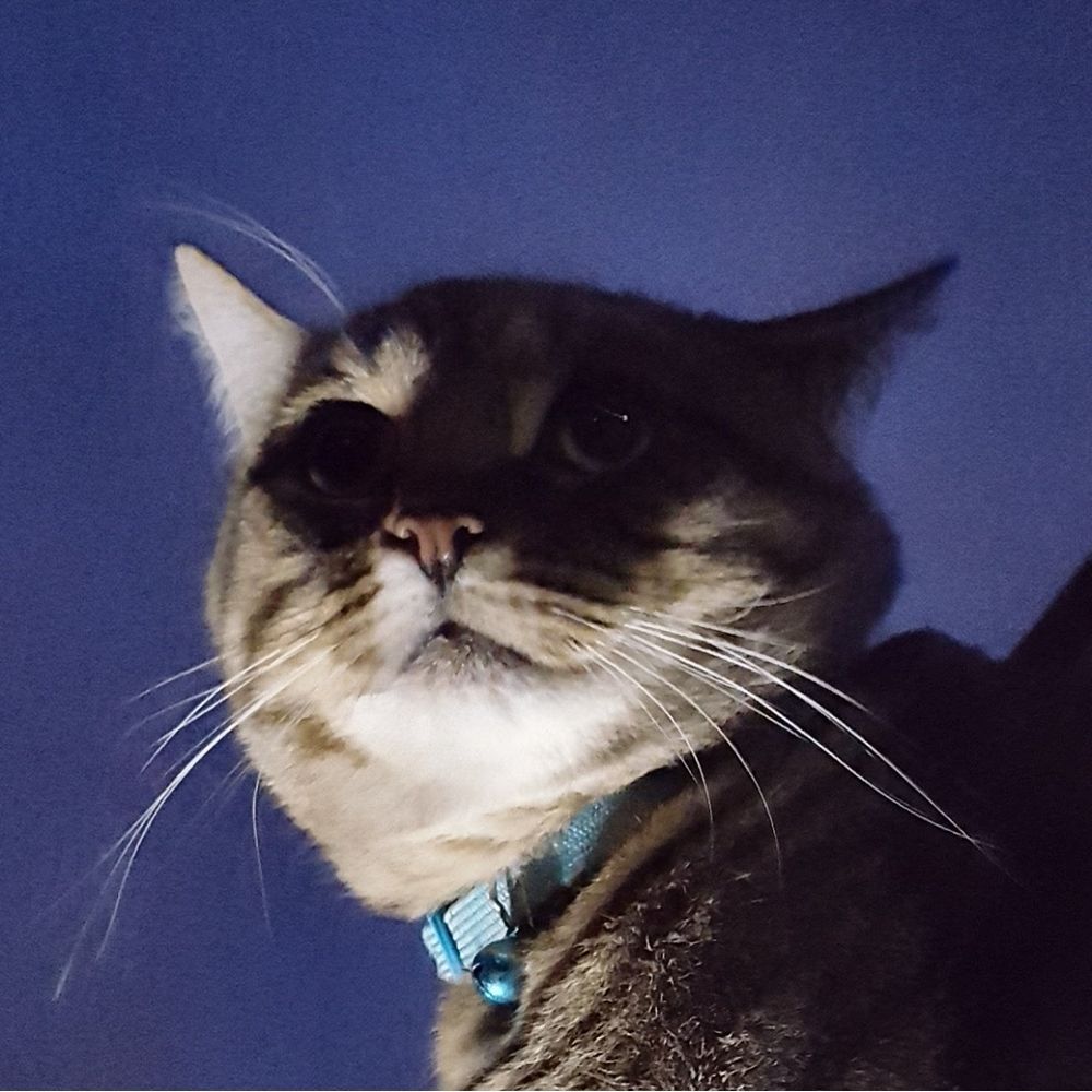 犬好きの蔵吉ฅ(ↀᴥↀ)ฅ