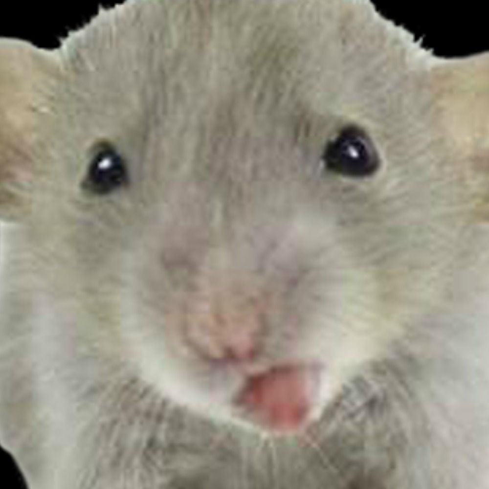 Tandori 🐀