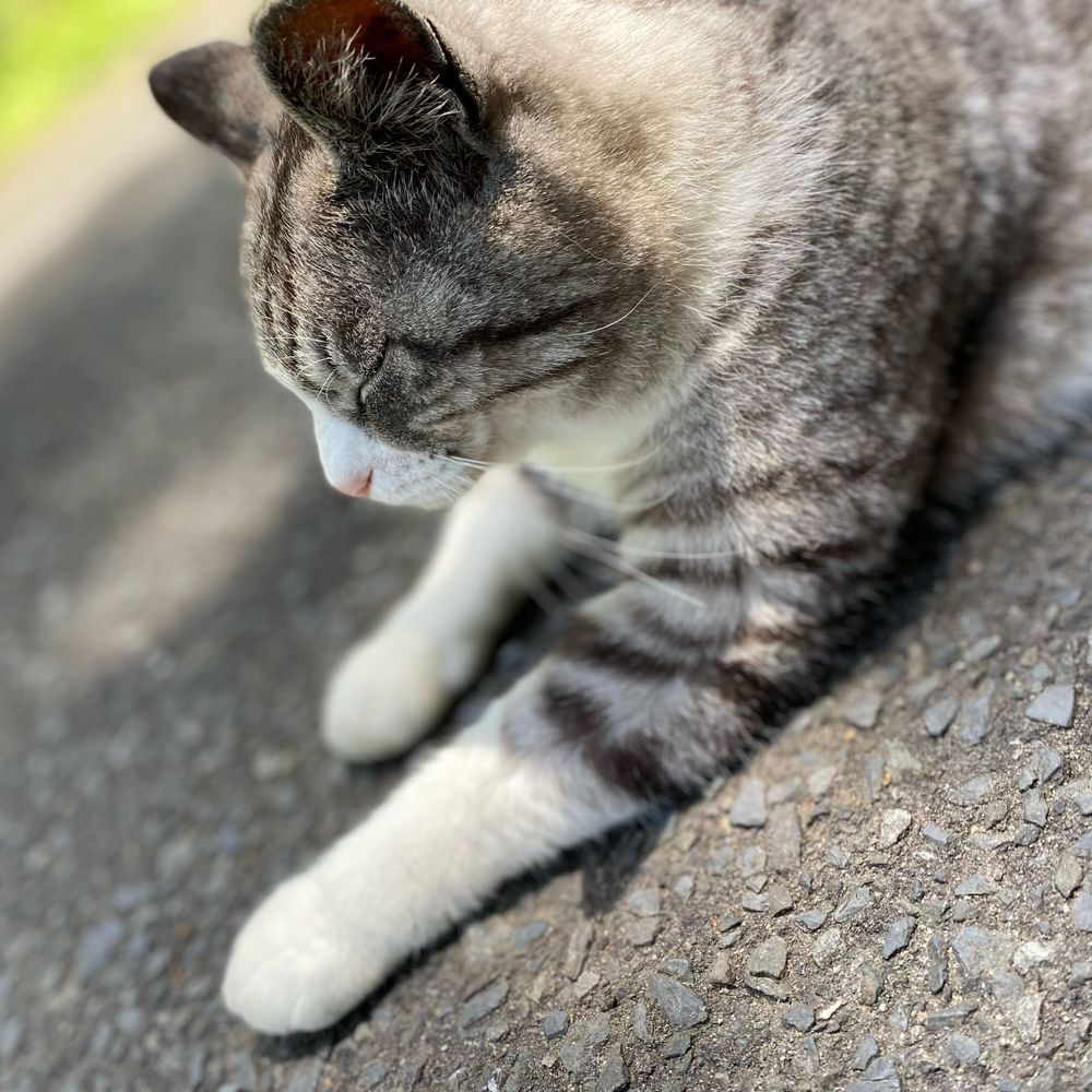 パンタタ