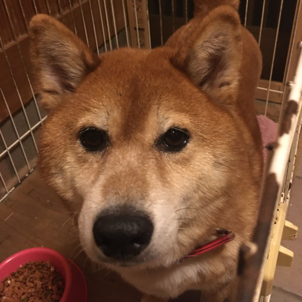 メリー