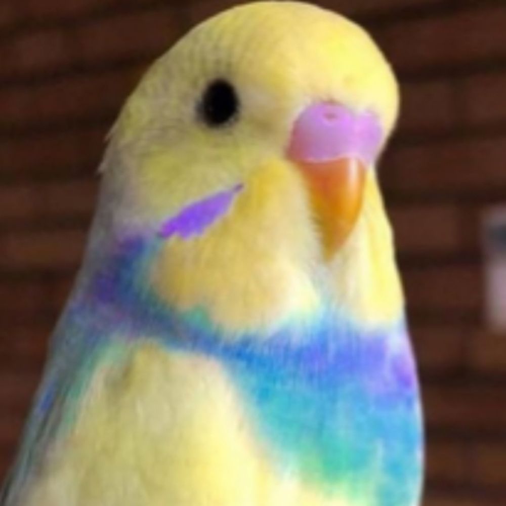 The Arcolare (placeholder pfp)