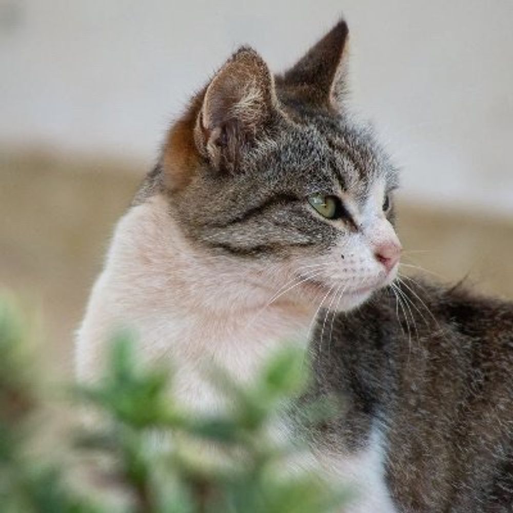 Rawpotatocat