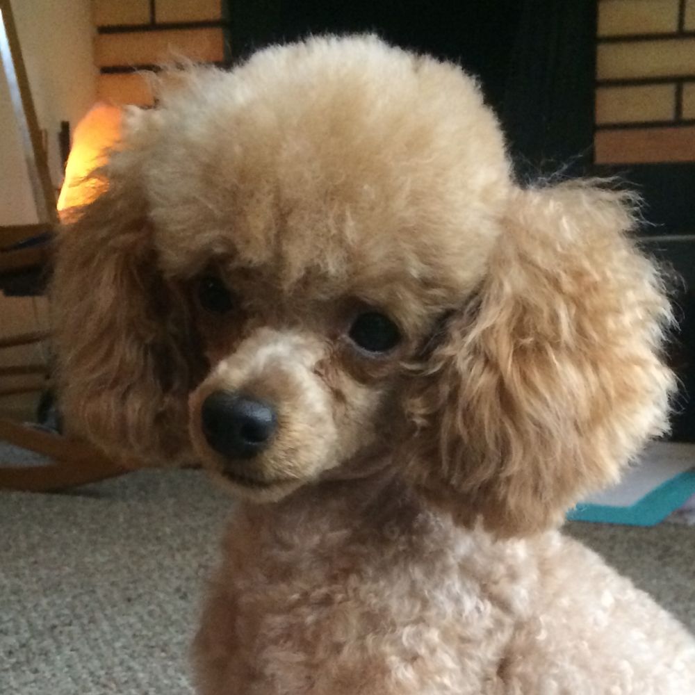 Max