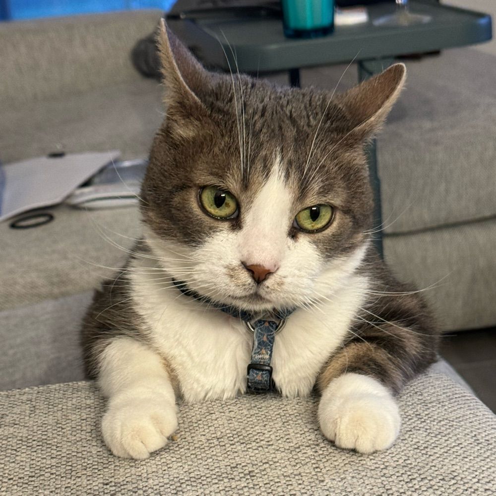 Emmavocat