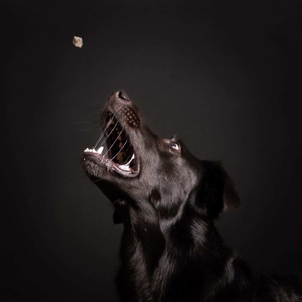 L Hound