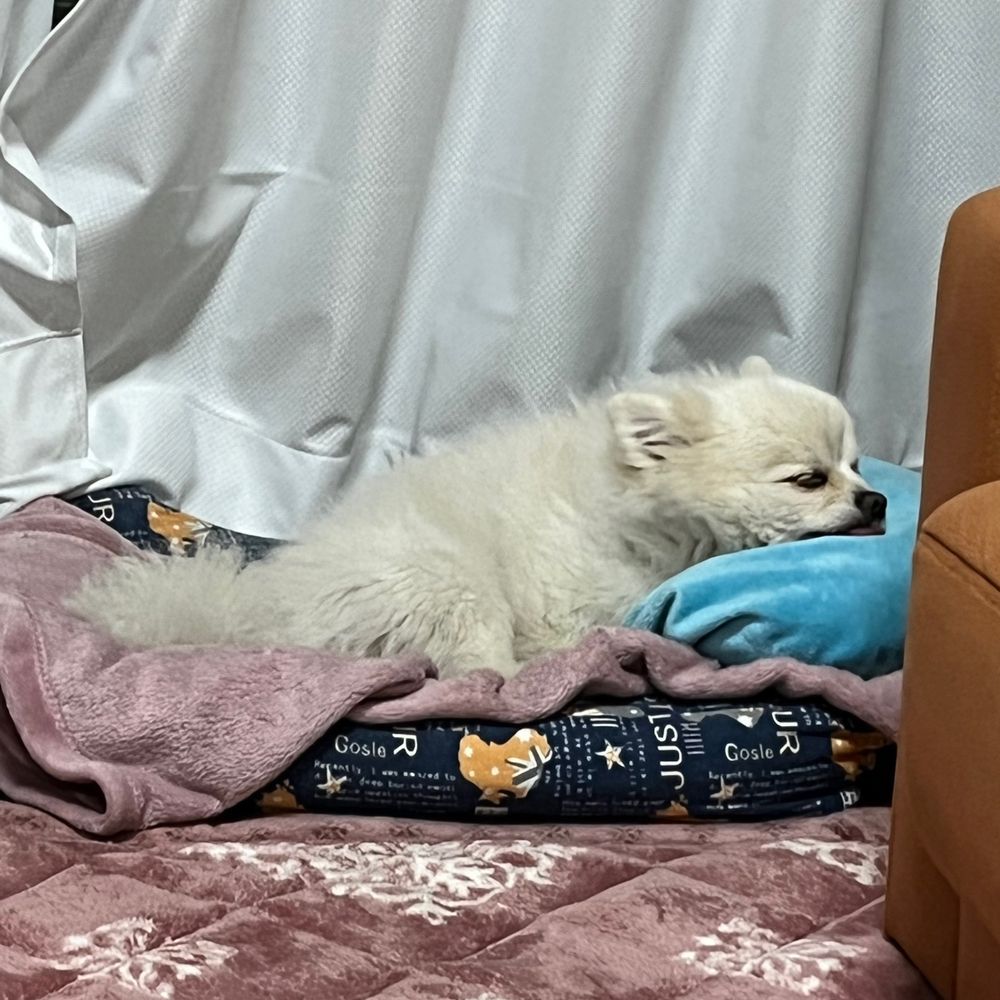 むっくん