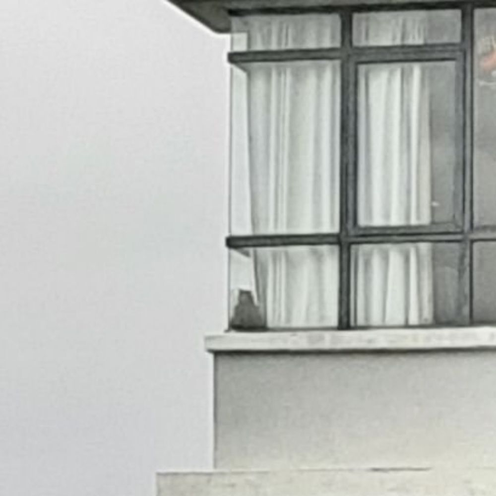 Window Cat (Zhi)