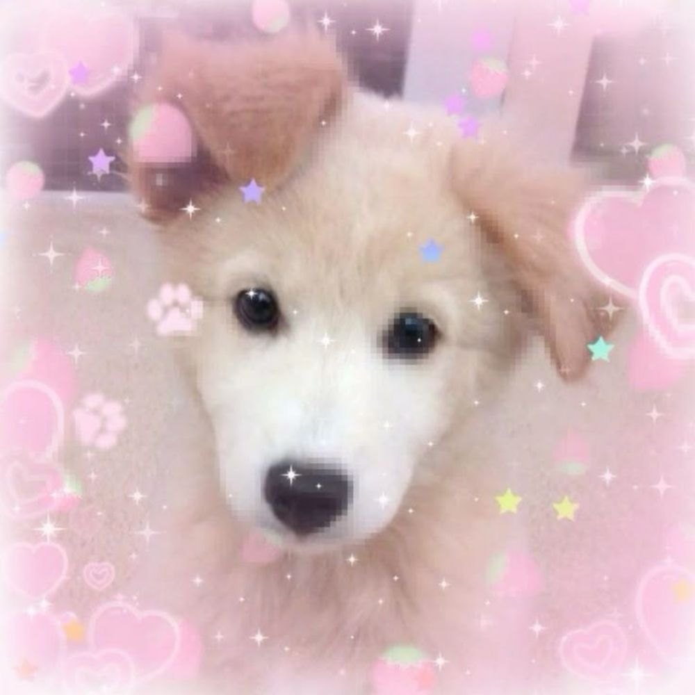 𓂃⋆.˚ André 🐶