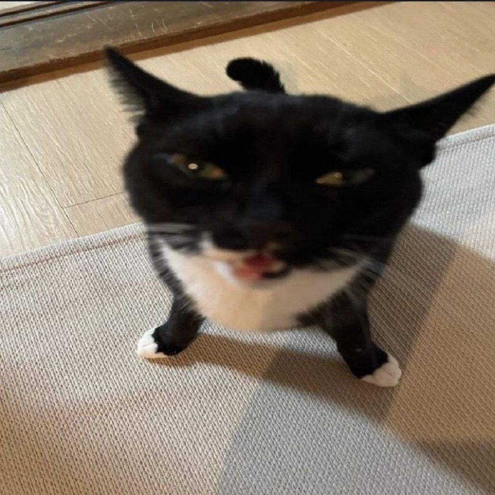 GatoManu lvs AOTGYLB