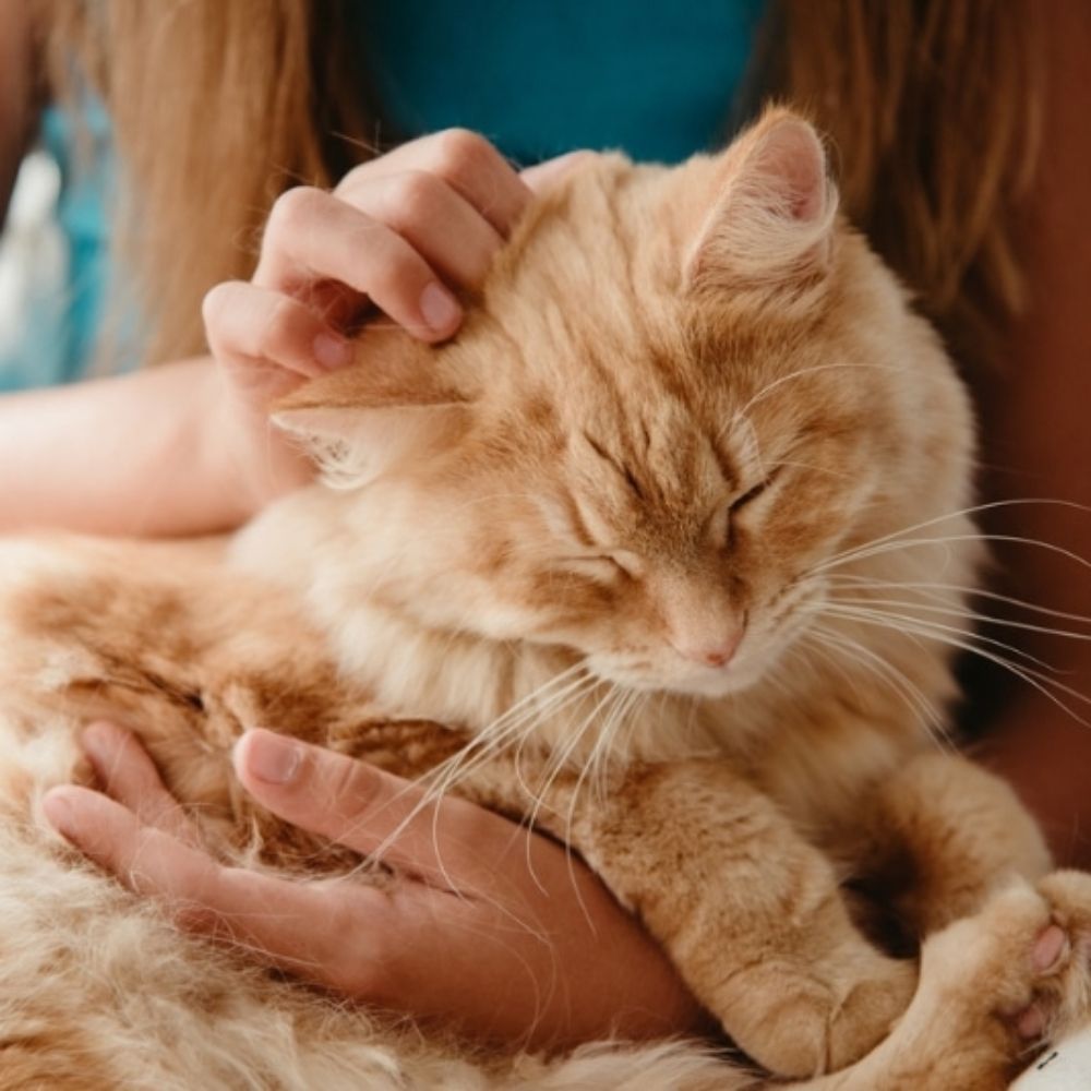 We rate cats