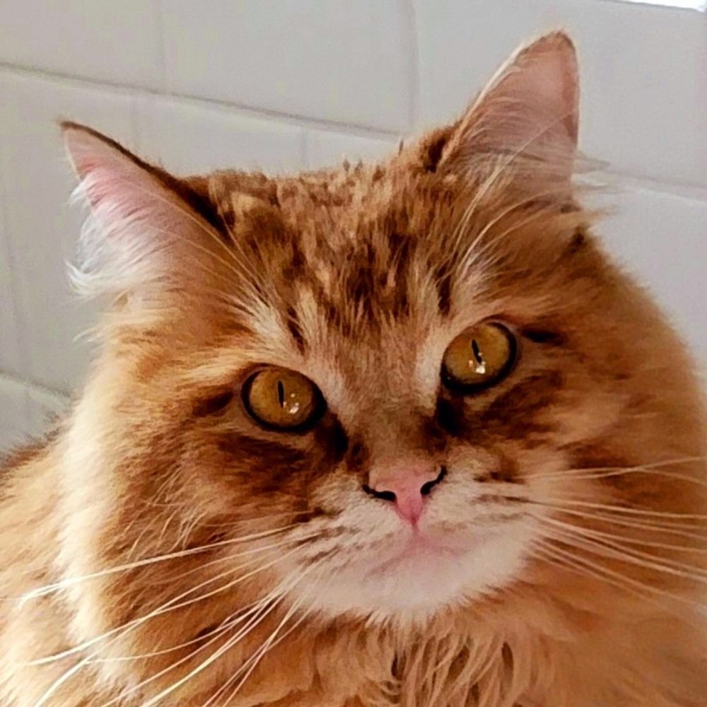 Grizzly Cat