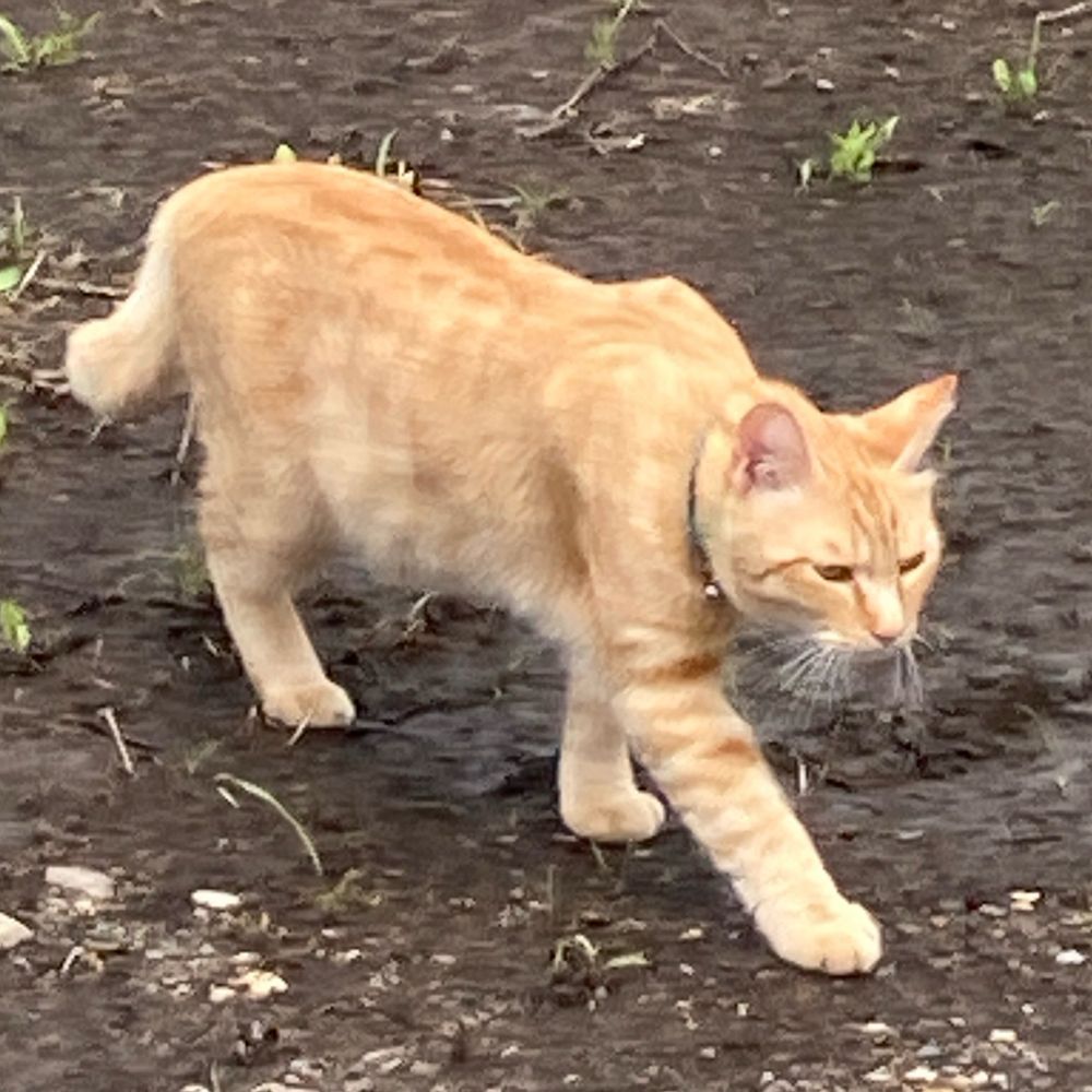 並びかけのドミノ