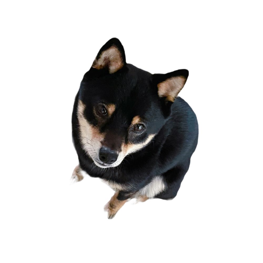 멘마🐶めんま（韓ドラ垢）