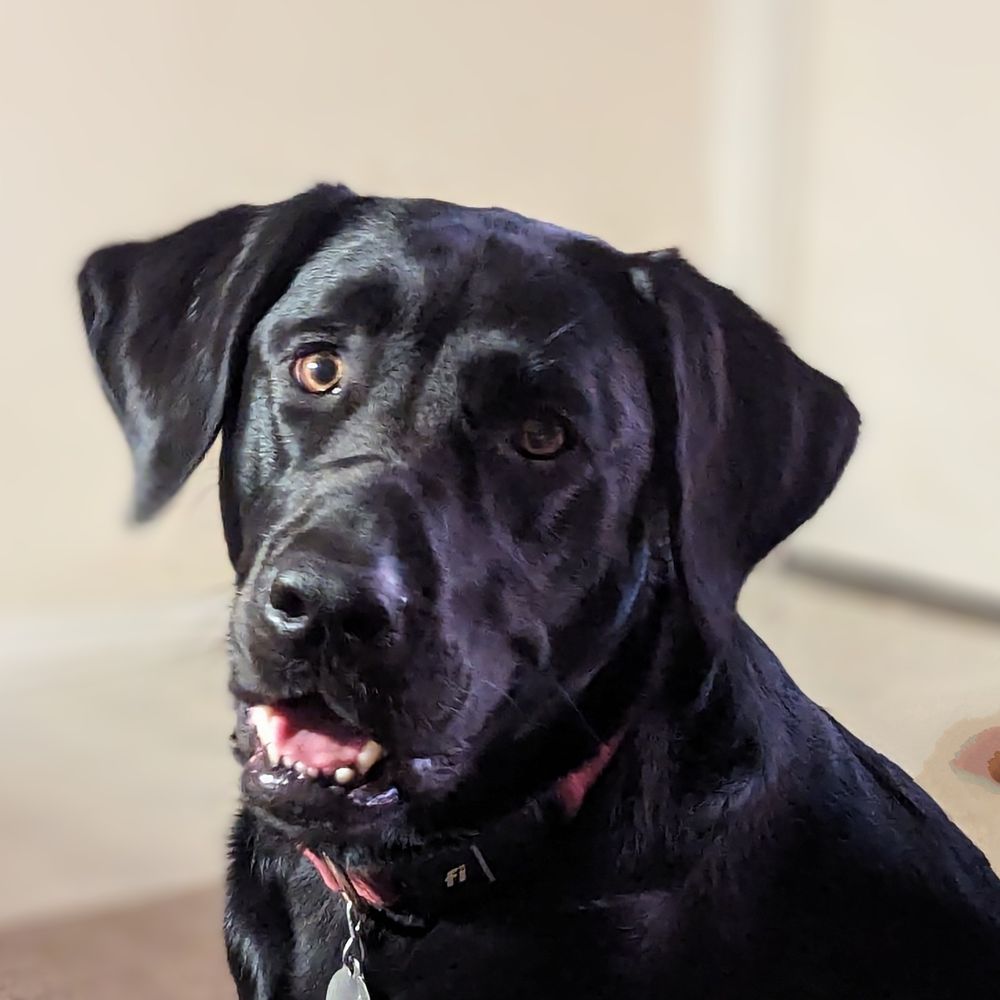 Jenki