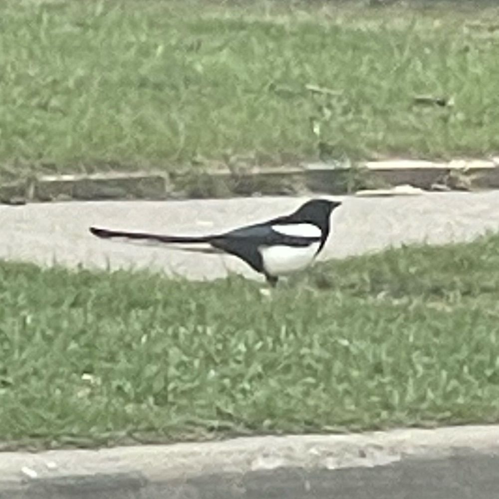 Magpie