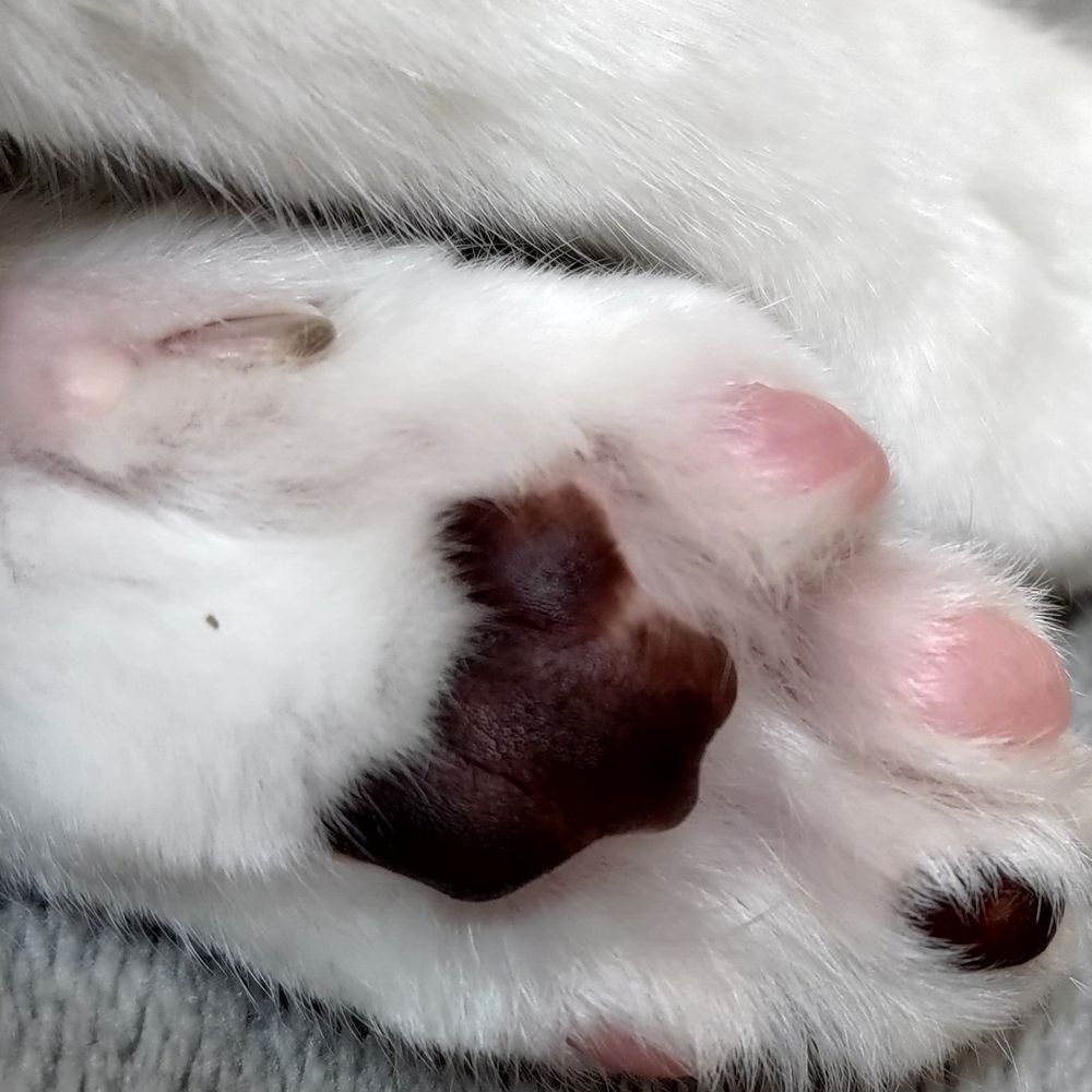 ねこやしき