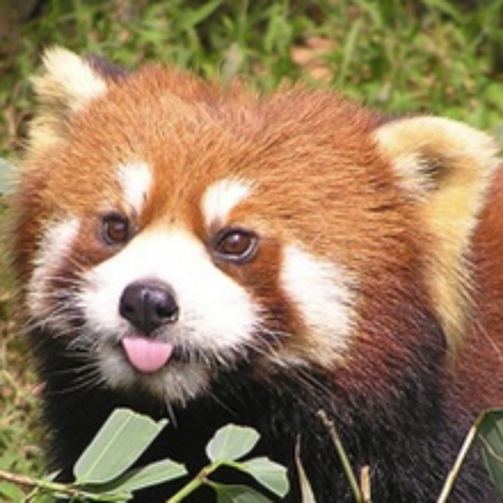 Eleven Red Pandas