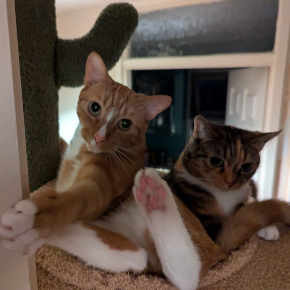 momghoti.bsky.social