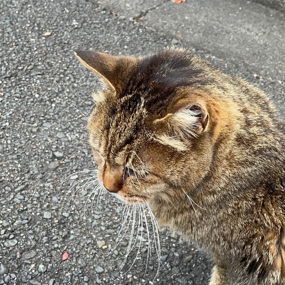 きじとら