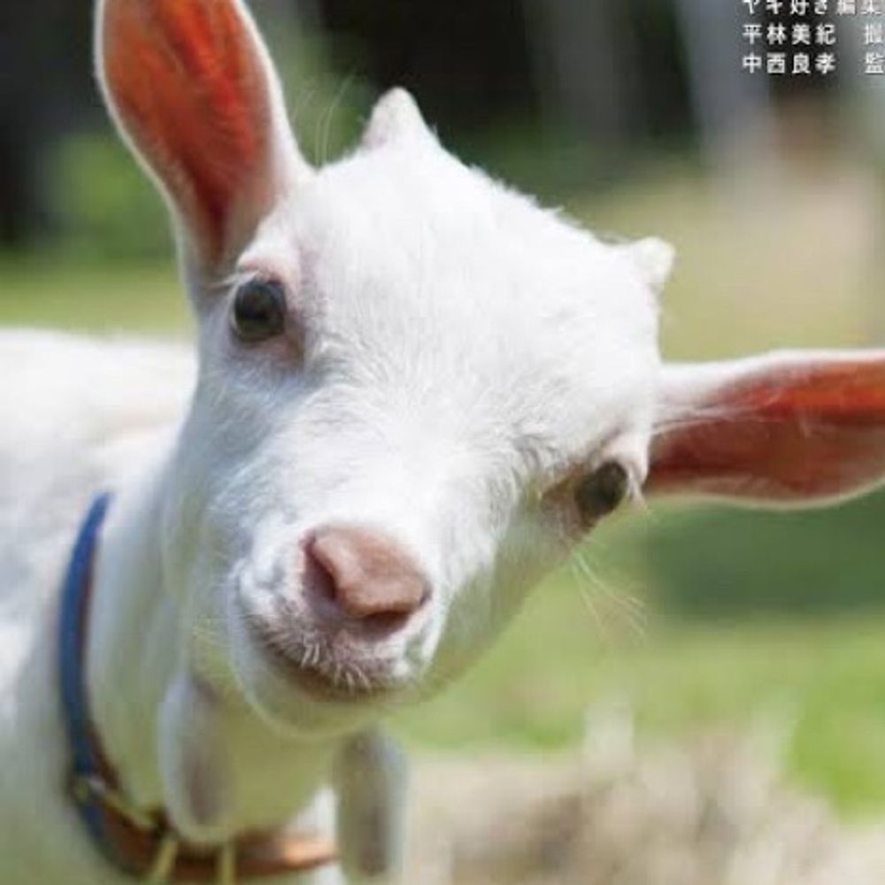 whiteyagichan.bsky.social