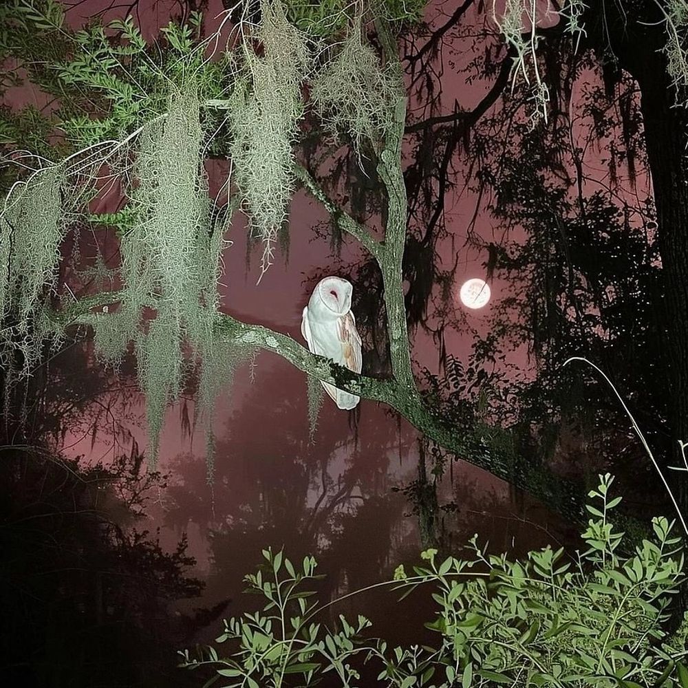 🌙Na