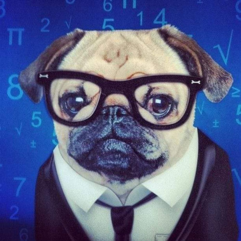 Buddha the Pug