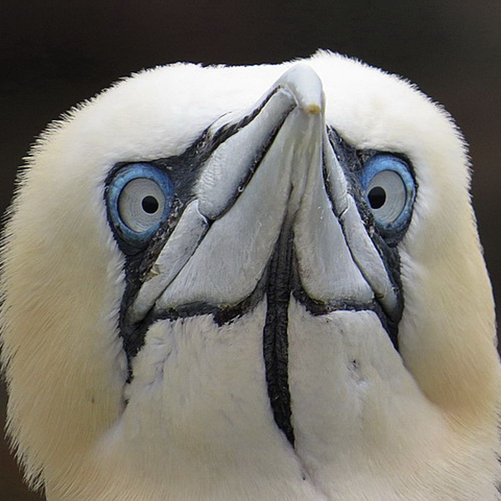 KGbirder