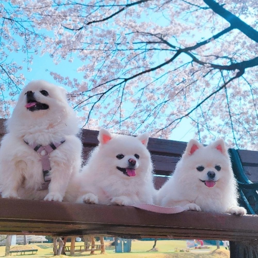 버버꽃🌸