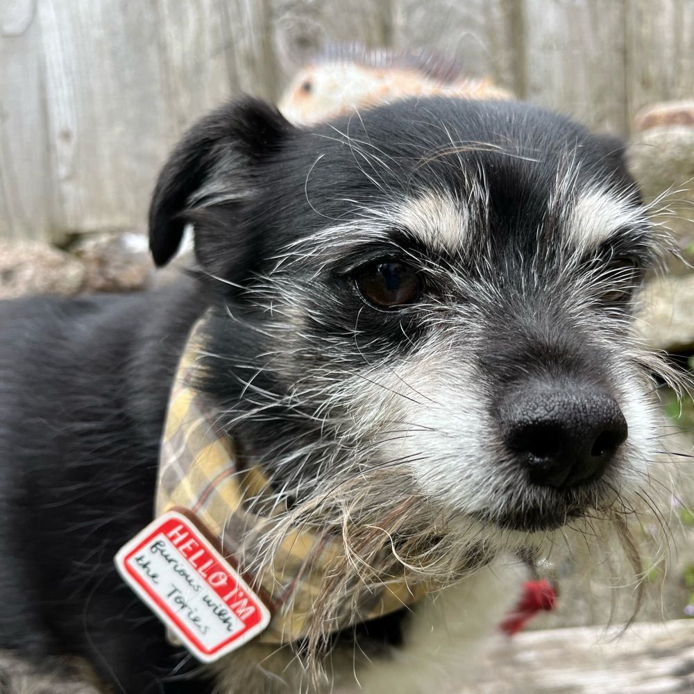 Doppydawg