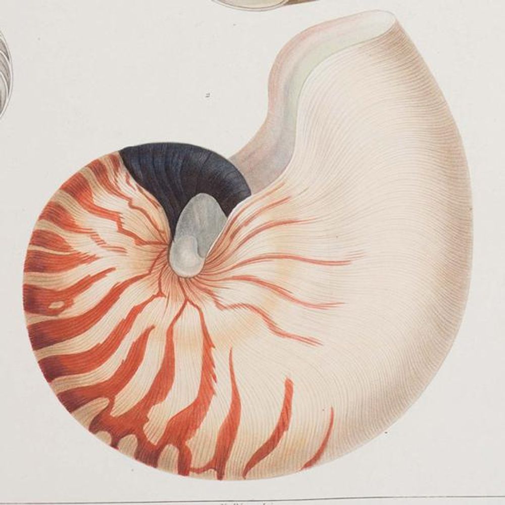 The Shell