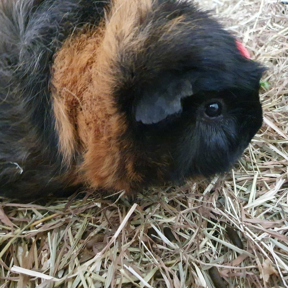 Jen and Cat Stevens (guinea pig)