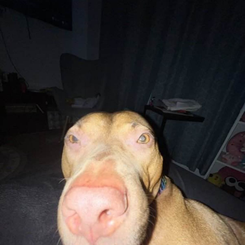 pedro